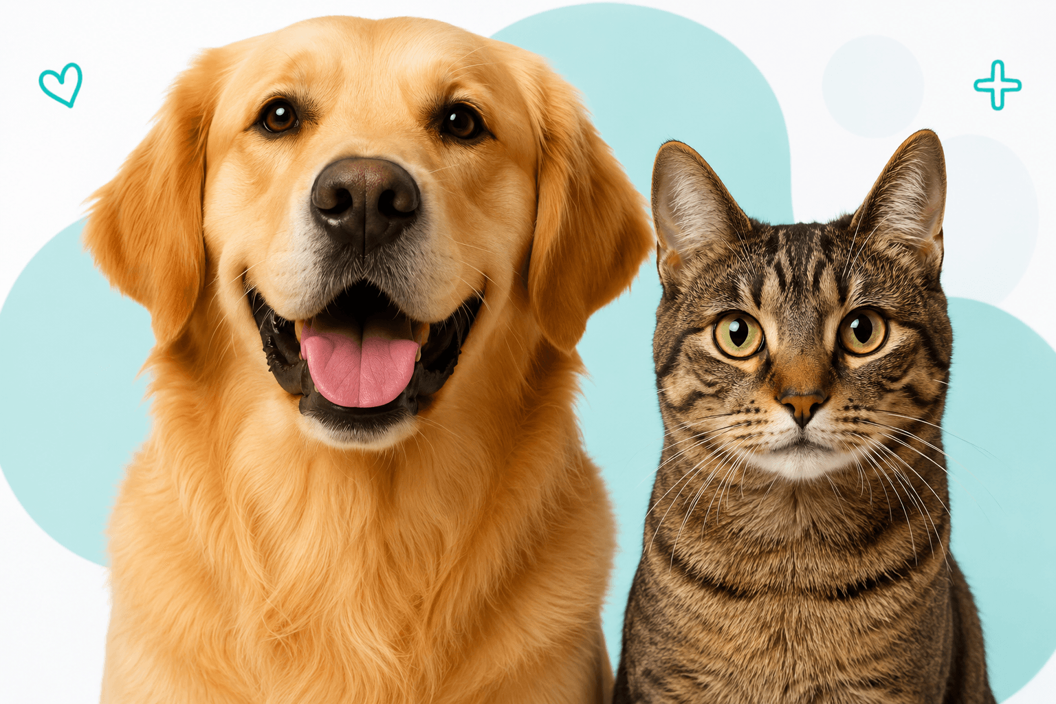 Perro y gato, mascotas afiliadas a Veterinaria Uruguay